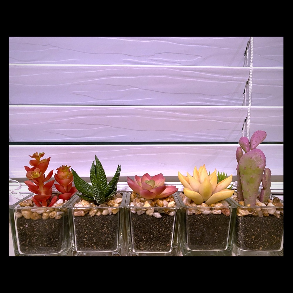 Cute cactus fake plants